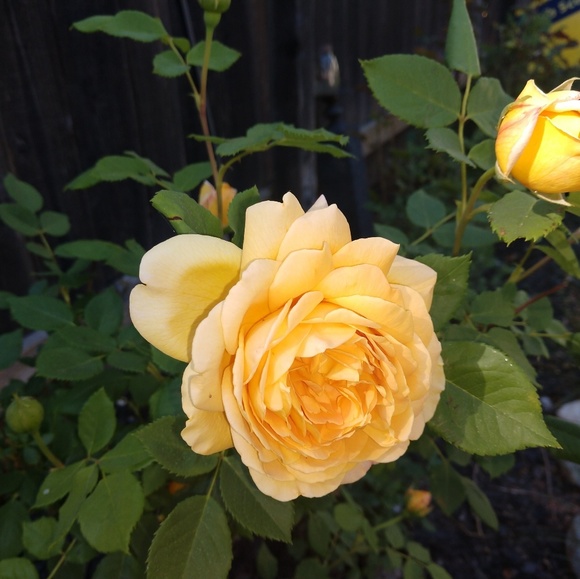 Meet your Posher, Miriam - Picture 3 of 3